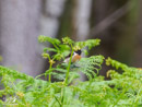 Stonechat - Kląskawka